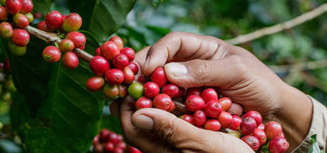 Cafe Especial y sus Nuevas Andanzas